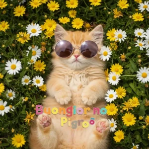 Kitten Buongiorno Pigro